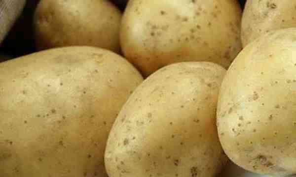 Картофель лабадия: описание и характеристика сорта, фото отзывы, вкусовые качества