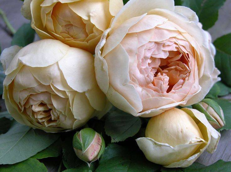 Парковая роза луис одьер: фото, отзывы, описание и выращивание сорта