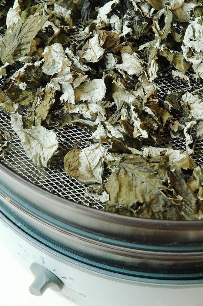 Когда собирать листья смородины для чая: руководство для новичка. как заготовить листья смородины для чая