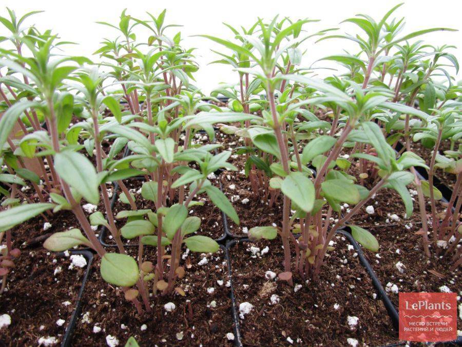Огородный ароматный чабер: особенности выращивания семян, сорта, применение садового растения