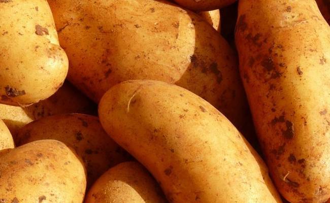 Сорта картофеля: их выбор и описание самых популярных сортов