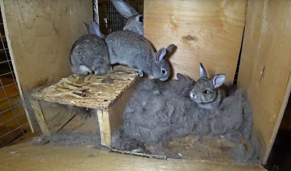 Правила и сроки отсаживания крольчат от самки