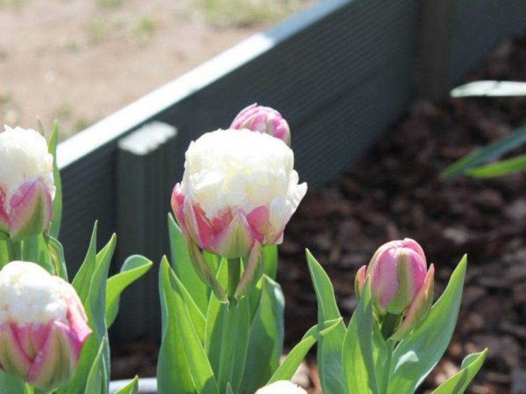 Пионовидные тюльпаны: сорта, посадка и уход, размножение, болезни и вредители, фото
