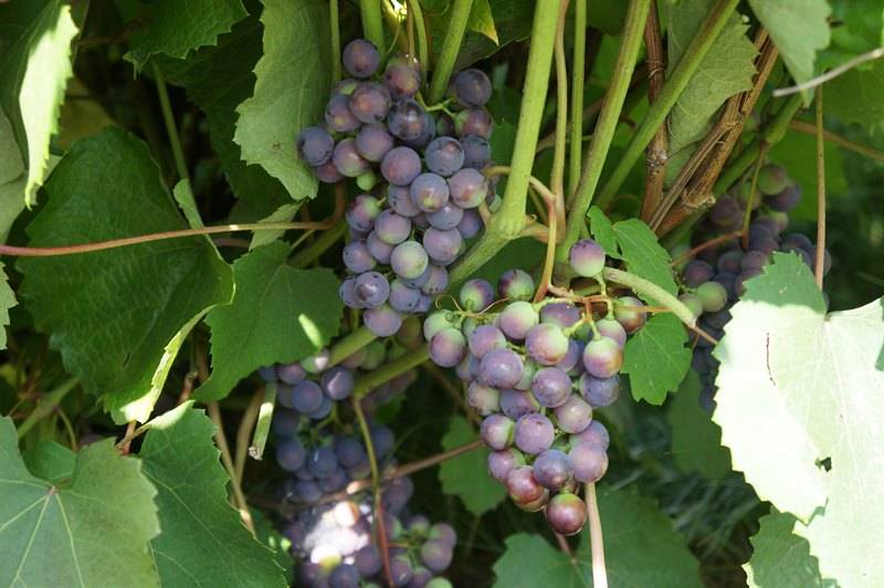 Описание сорта винограда таёжный: фото и отзывы