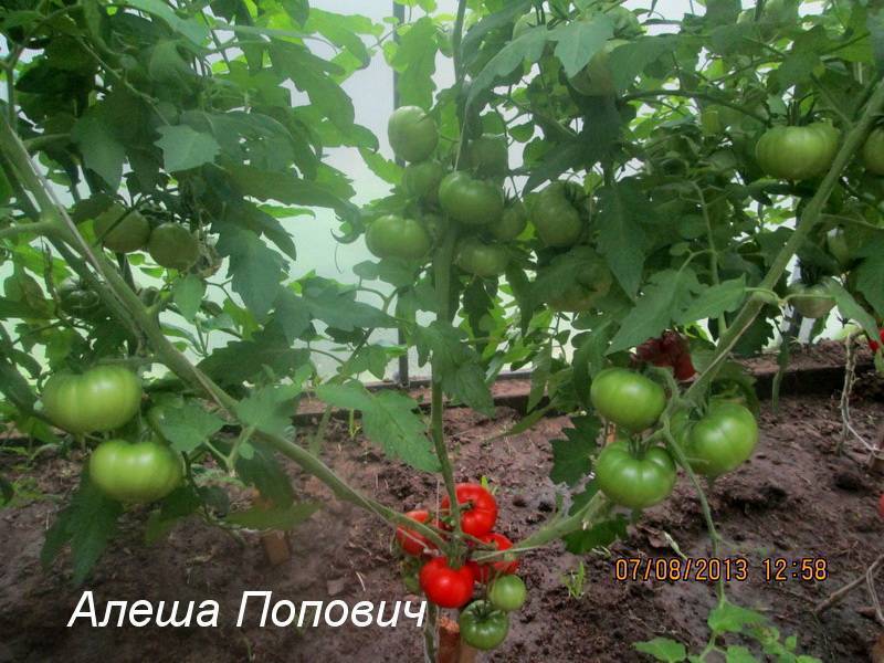 Томат алеша попович: характеристика и описание сорта, урожайность с фото