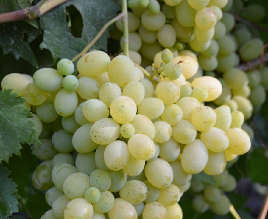 Виноград "белое чудо": описание сорта, фото, отзывы