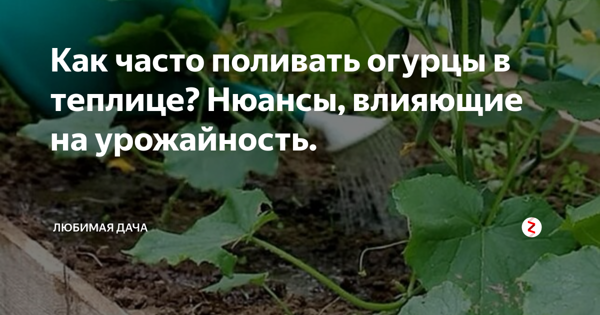 Как часто поливать огурцы рассаду. Огурцы полив в теплице. Как часто поливать огурцы в парнике. Капельный полив огурцов в открытом грунте. Режимы капельного полива огурцов в теплице.