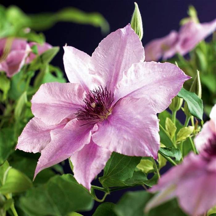 Клематис пинк фэнтези —  правила ухода за цветущей лианой | топ сад