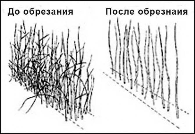 Обрезка ремонтантной малины весной для начинающих в картинках пошагово