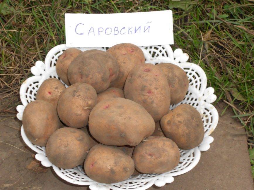 Лучшие сорта картофеля для Сибири