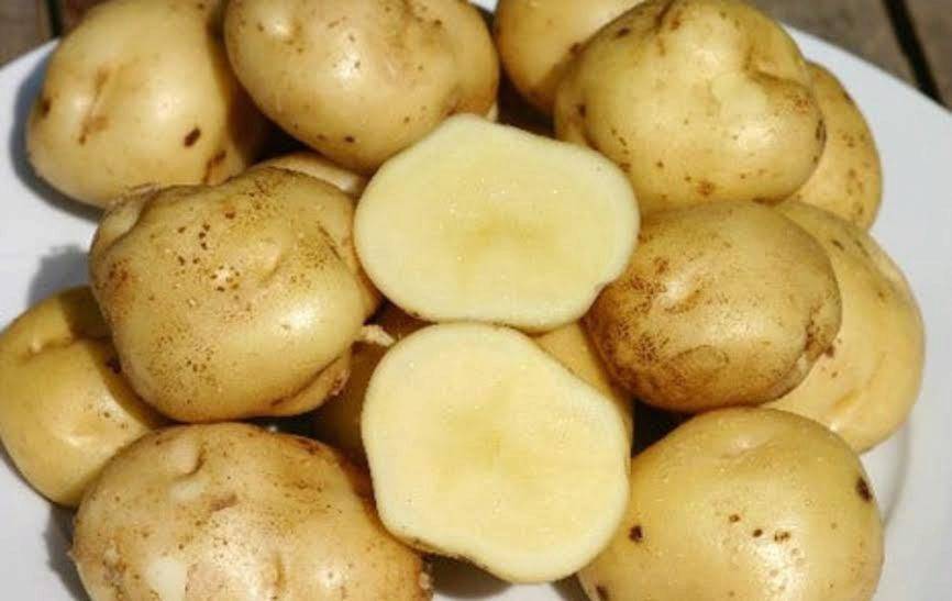 Сорт картофеля инноватор: характеристики и сравнение в таблицах, отзывы