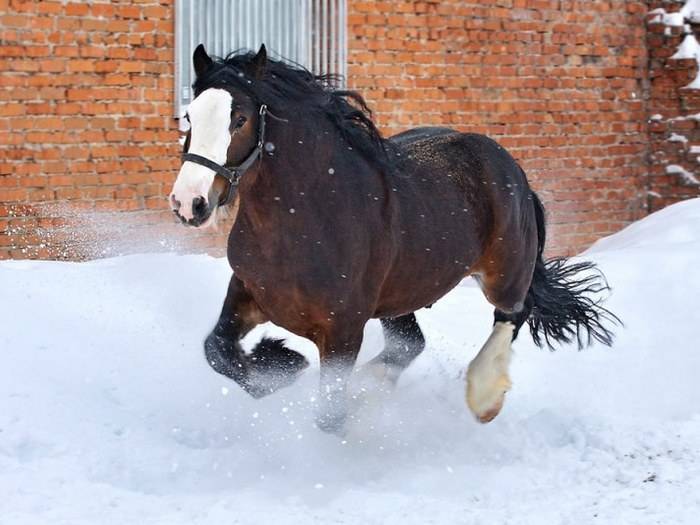 Владимирский тяжеловоз порода лошадей: сколько стоит тяжеловозный конь, продажа