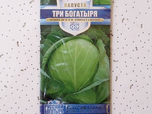 Капуста три богатыря: описание сорта для хранения, фото, отзывы, посадка, выращивание и уход, урожайность