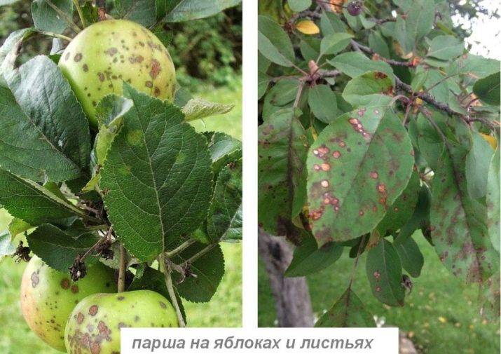 Весенняя обработка яблонь от болезней и вредителей: разбираемся, когда и чем опрыскивать деревья