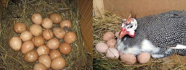 Инкубация цесарок – режим инкубации, требования к яйцам