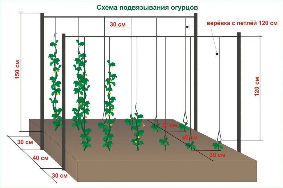 Схема посева огурца