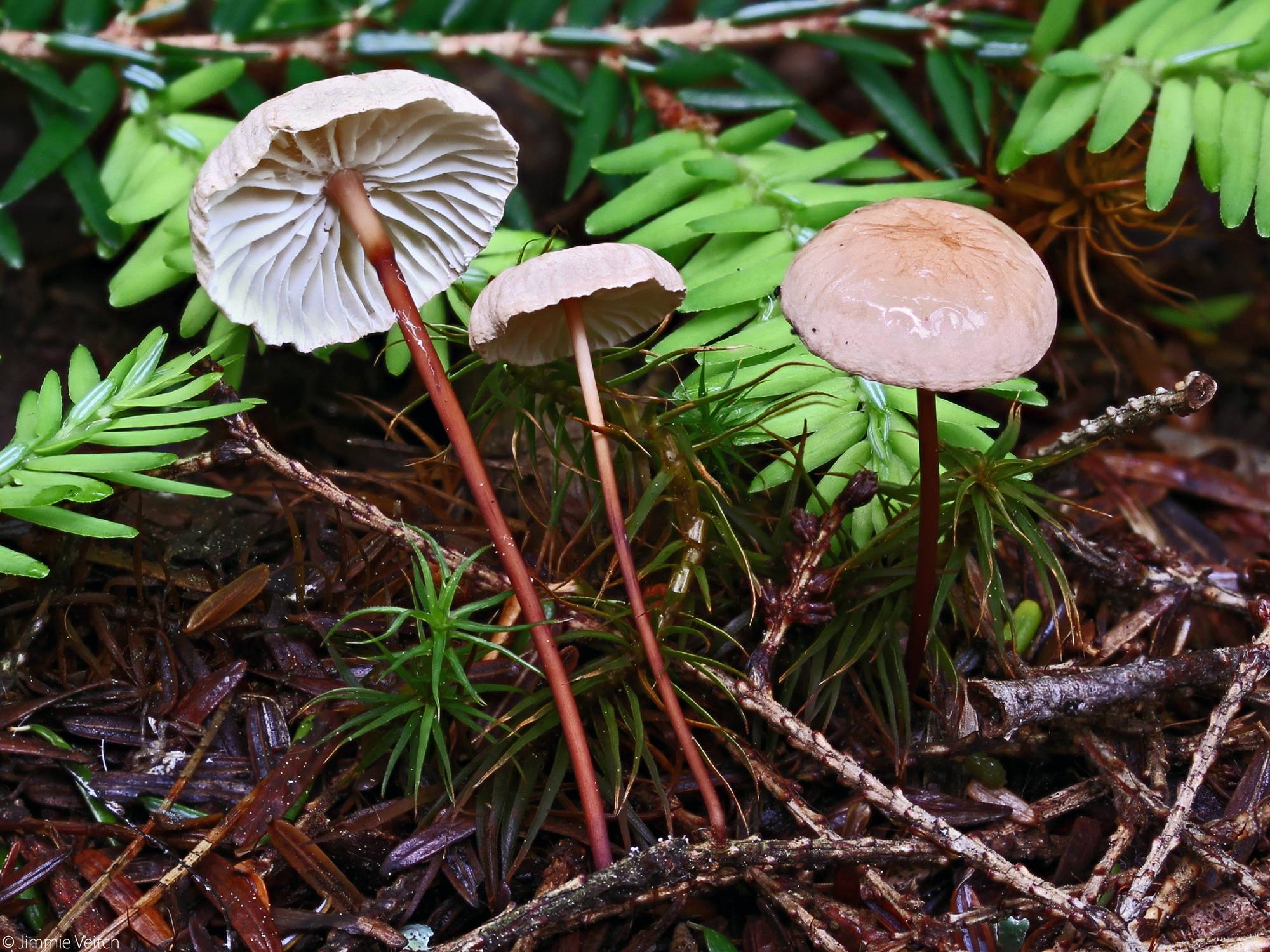 Чесночник обыкновенный (mycetinis scorodonius) – грибы сибири