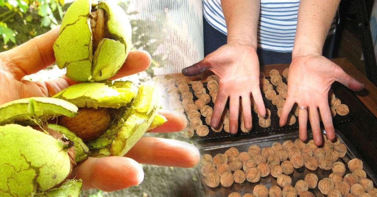 Чем отмыть руки после грецких орехов: как быстро очистить от зеленых, от сока