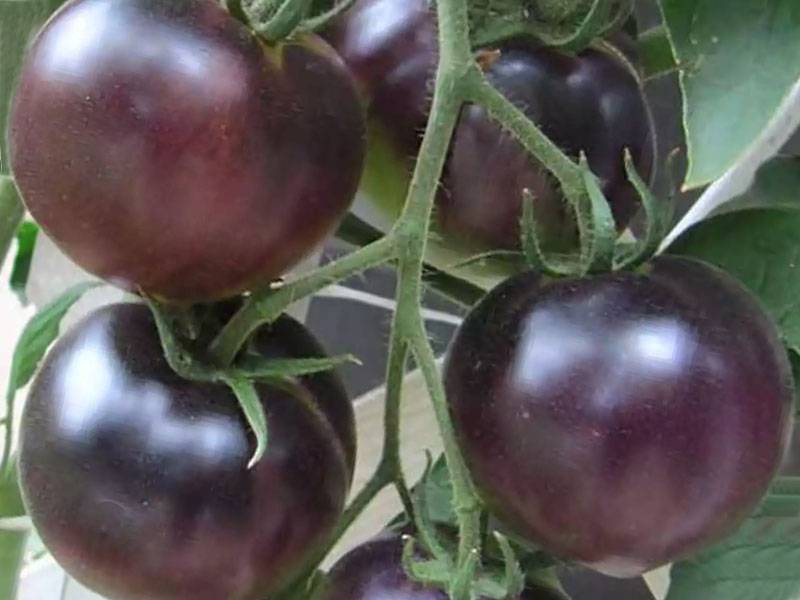 Сорт томатов виагра, описание, характеристика, фото и отзывы тех, кто сажал, а также особенности выращивания чёрных помидоров