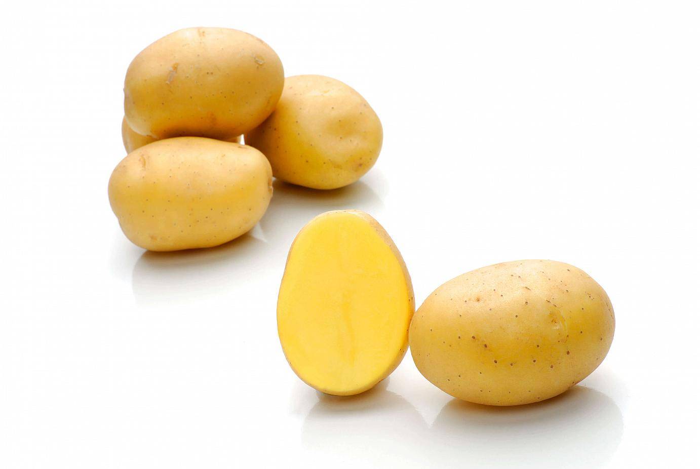 Картофель агата: описание сорта, фото, отзывы