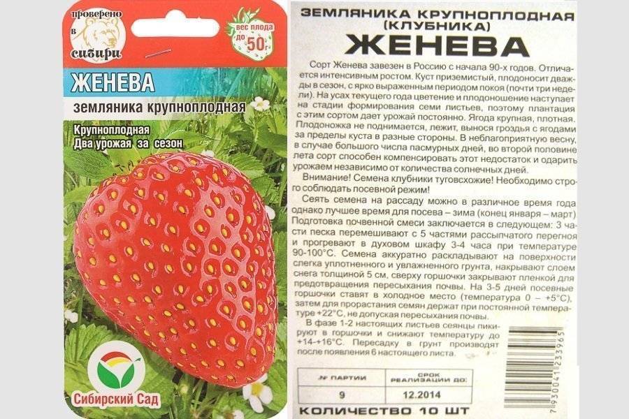 Сорт клубники женева фото и описание