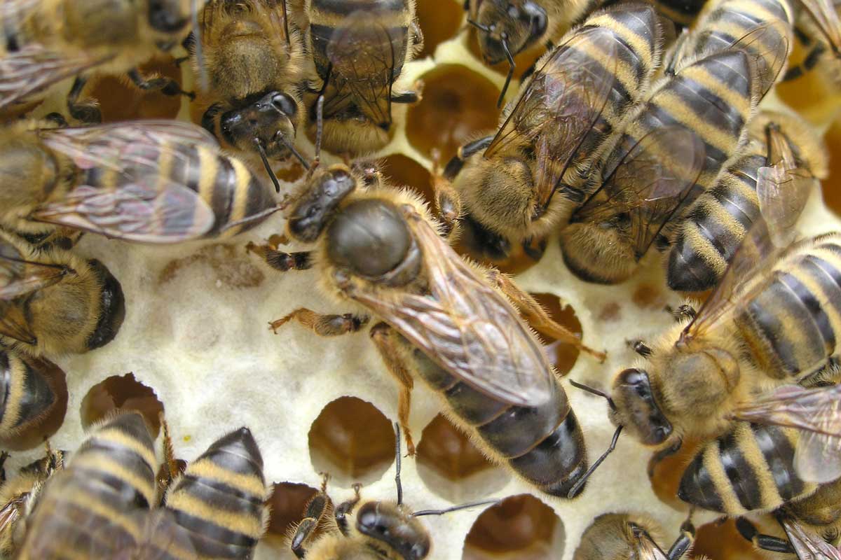 Как выглядит пчелиная матка и трутень фото