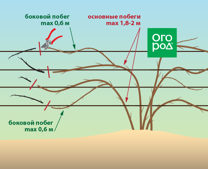 Обрезки ежевика осенью. Обрезка ежевики весной схема. Схема формирования куста ежевики. Формировка куста ежевики. Схема обрезки ежевики весной.