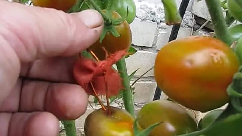 Профилактика фитофторы: спасаем помидоры в открытом грунте