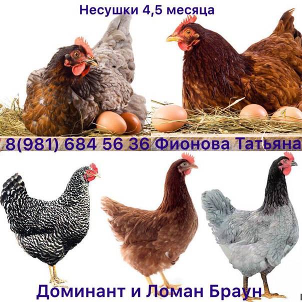 Ломан браун: описание породы кур и фото, характеристика несушек, цыплят и петухов, когда начинают нестись, содержание