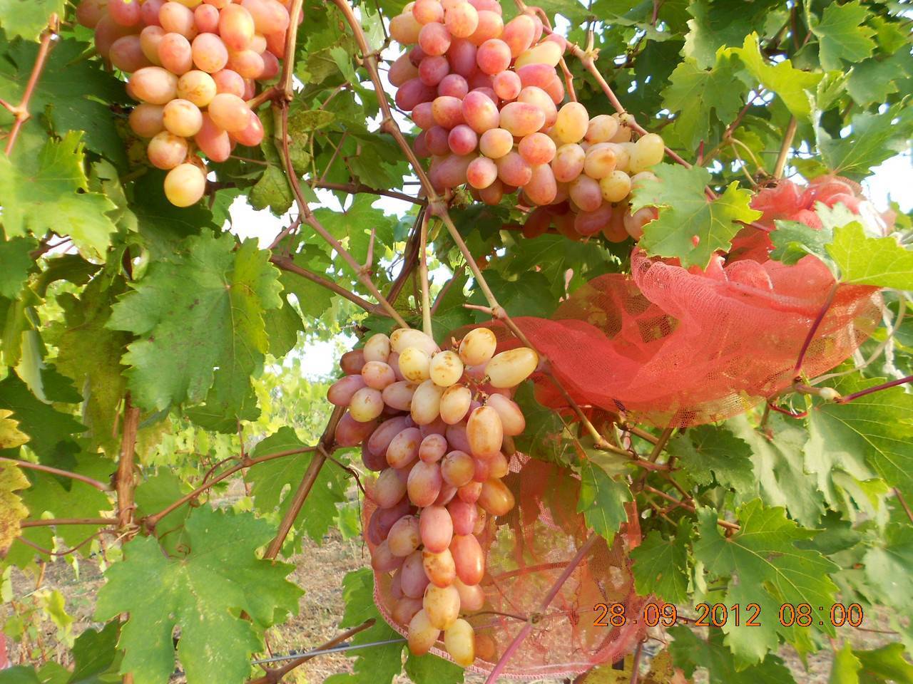 Виноград «преображение»: характеристика и правила ухода