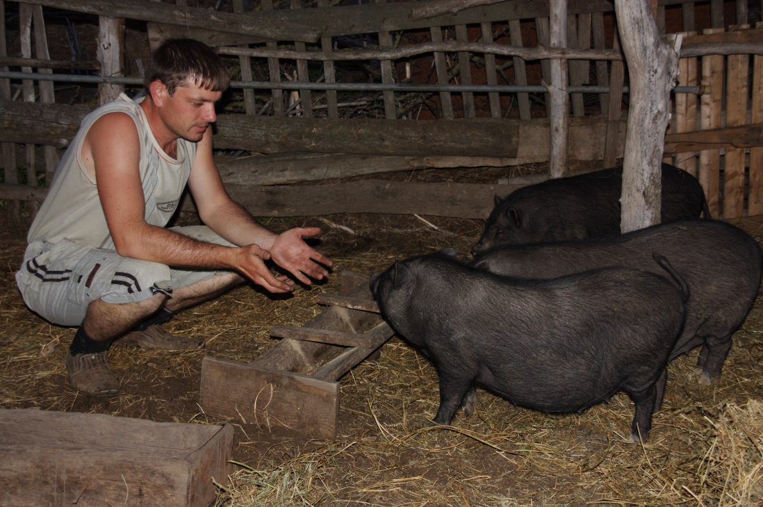 Вьетнамская свинья. описание, особенности, разведение и цена вьетнамской свиньи