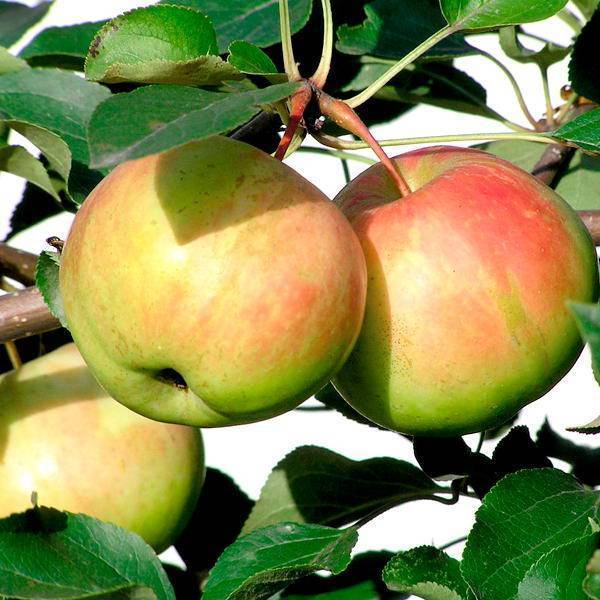 Сорт яблок богатырь: описание и фото, особенности и характеристики, выращивание и уход selo.guru — интернет портал о сельском хозяйстве