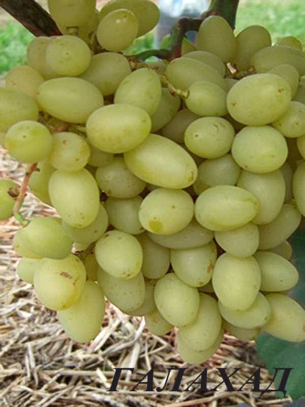 Сорт винограда галахад: описание, фото