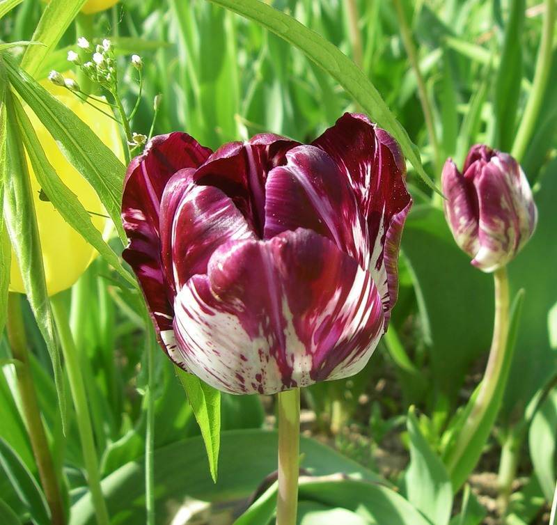 Тюльпаны – выращивание и уход