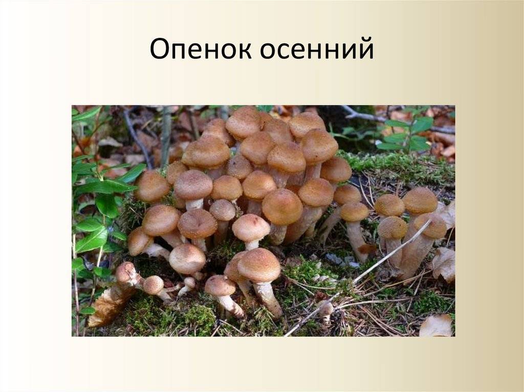 Опенок осенний. опасные двойники данного гриба. когда и где растет осенний опенок