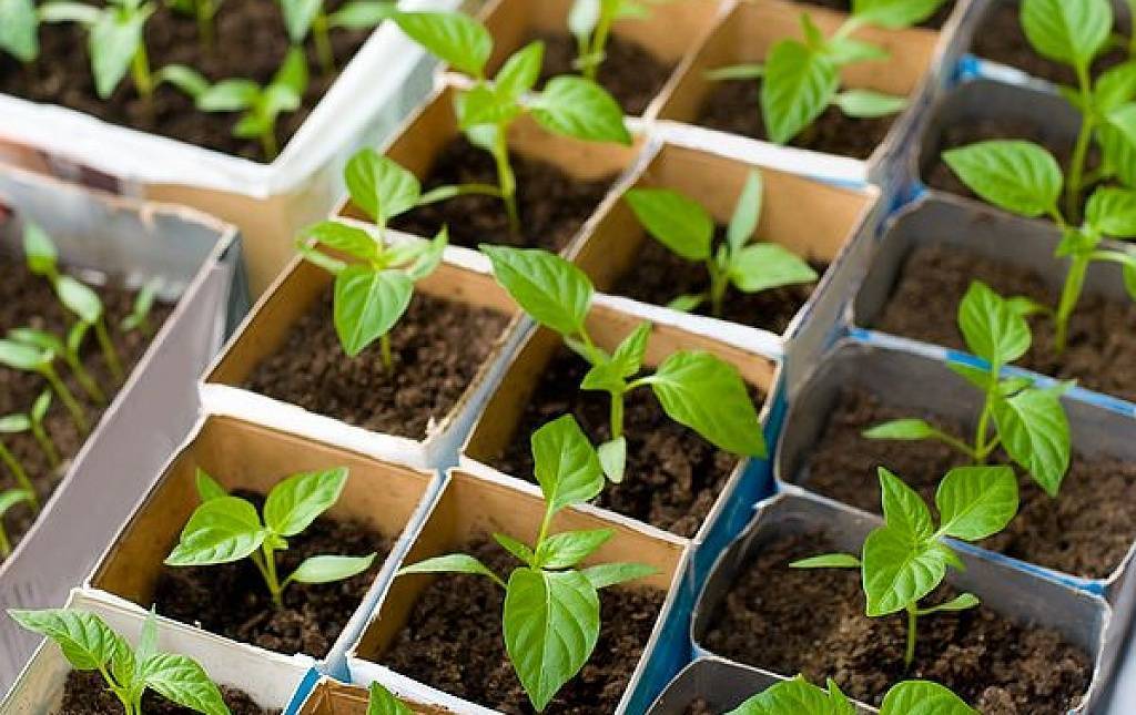 Лучшие способы выращивания крепкой рассады перца в домашних условиях 2019 | tele4n.net