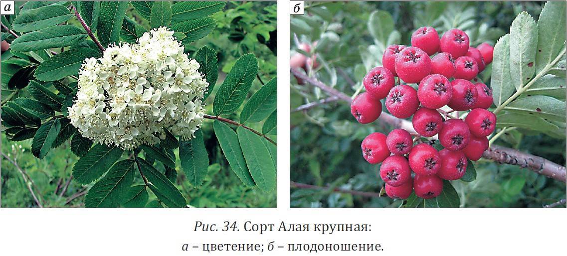 Рябина виды и сорта фото и описание