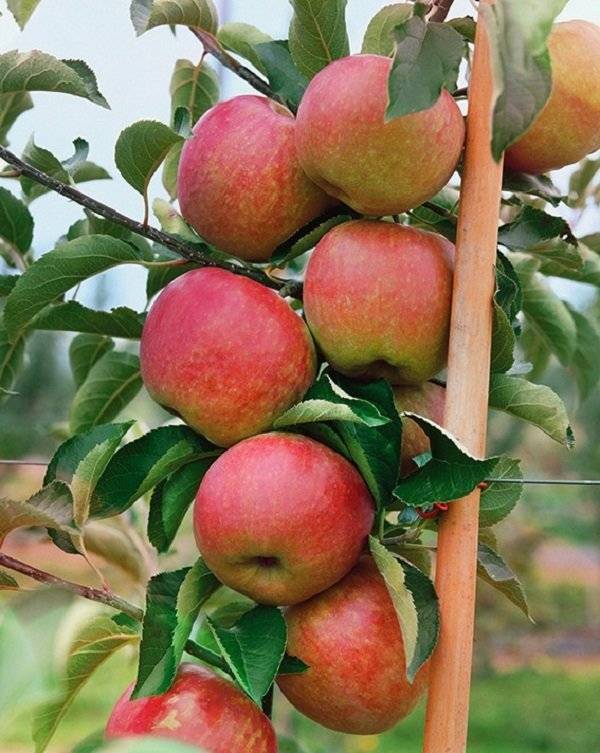 Описание сорта яблони валюта: фото яблок, важные характеристики, урожайность с дерева