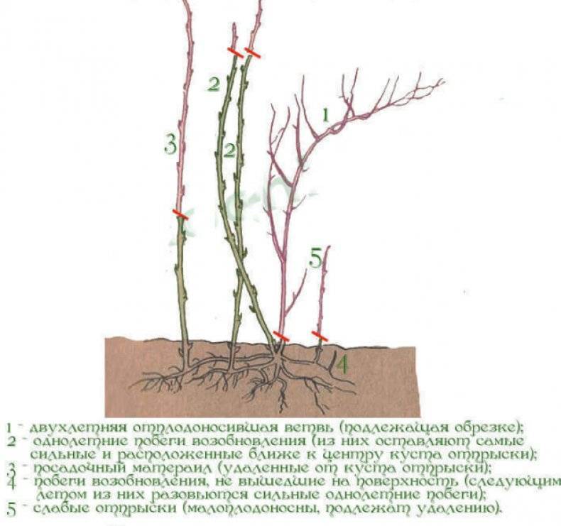 Схема обрезки ремонтантной малины весной