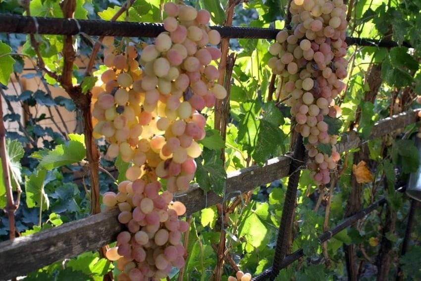 Сорт винограда Тайфи: розовый, белый