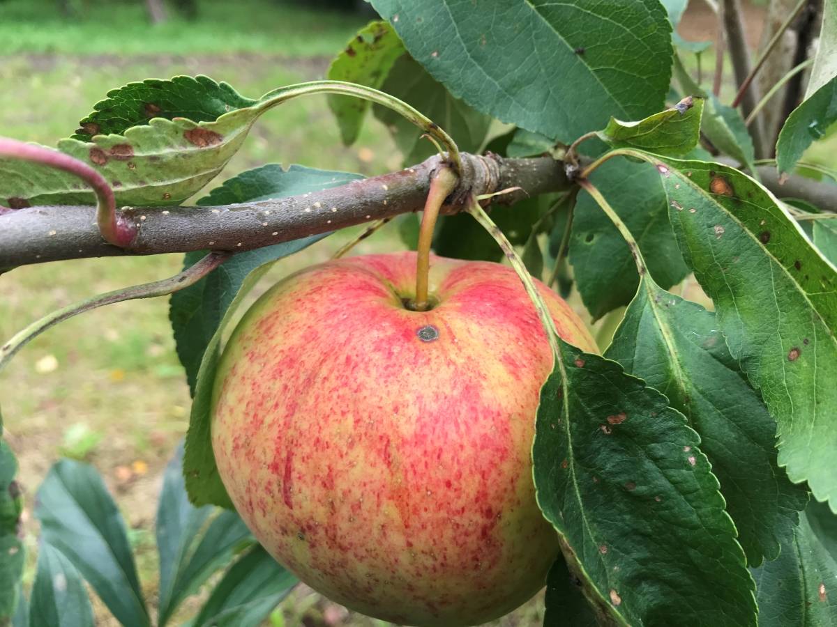Сорт яблони коричное полосатое фото и описание сорта