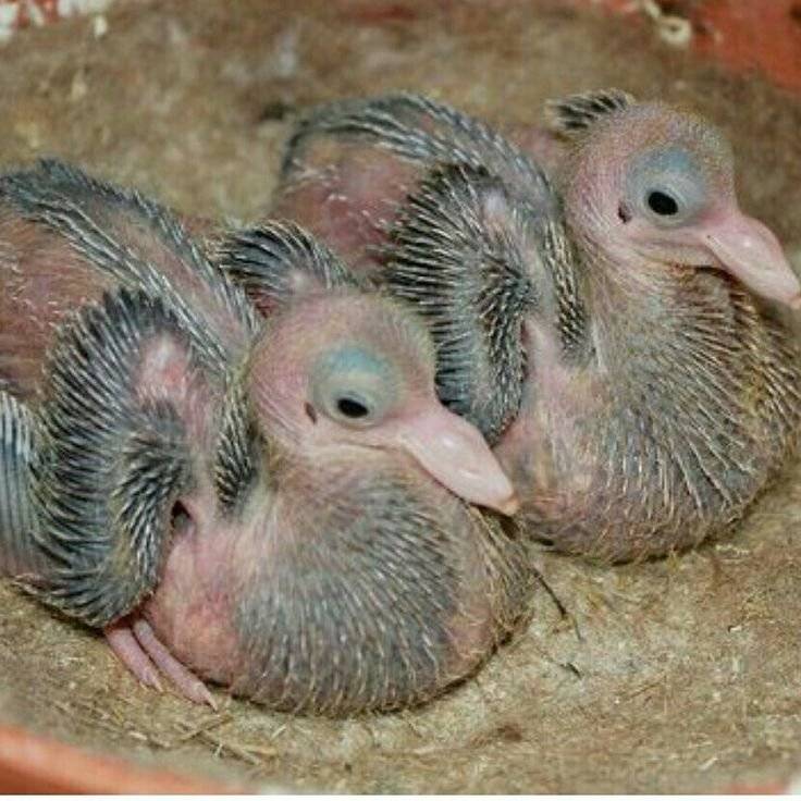 Жизнь новорождённых голубей — тайна существования птенца голубя
