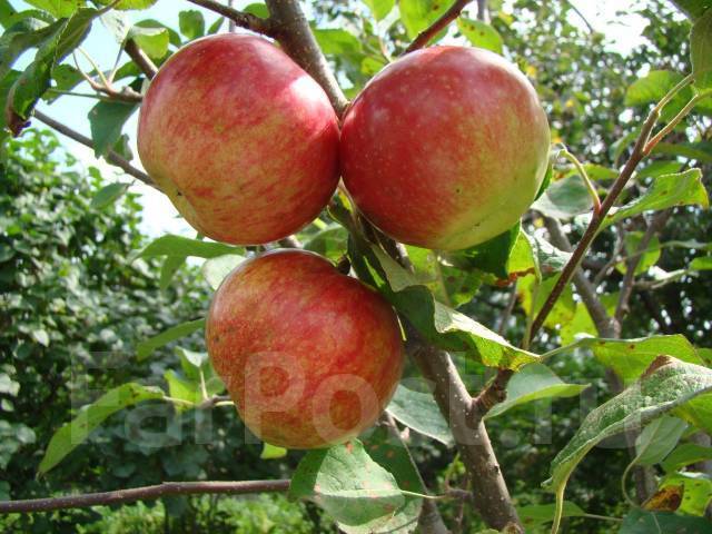 Яблоня «краса свердловска» - описание сорта, фото, отзывы