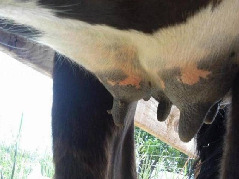 Методы лечения бородавок на вымени у дойной коровы