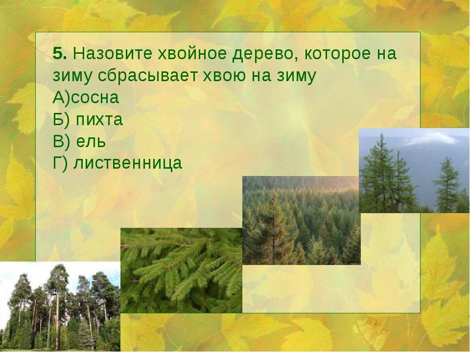 Листья какого дерева зимой не опадают. Хвойное дерево сбрасывающее хвою. Дерево которое на зиму сбрасывает хвоинки. Хвойные деревья которые сбрасывают хвою на зиму. Хвойное дерево которое сбрасывает иголки на зиму.