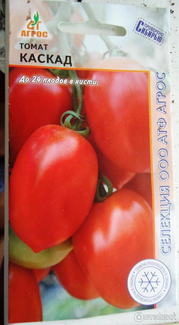 Томат волшебный каскад f1: характеристика и описание сорта, отзывы об урожайности помидоров черри, фото куста