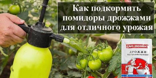 Подкормка помидор дрожжами: рецепты для открытого грунта и теплицы