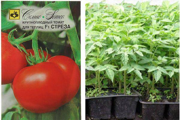 5 легендарных томатов – от советских времен до наших дней агроуспех