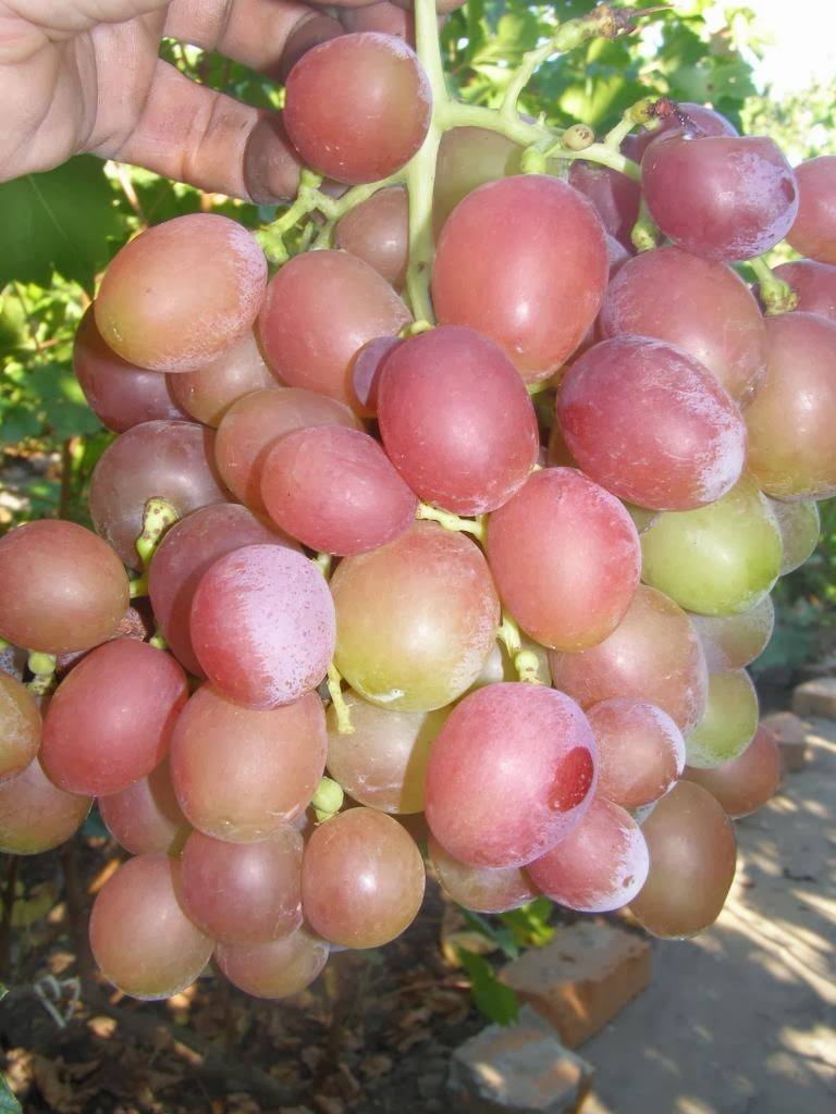 Виноград дюжина: описание сорта