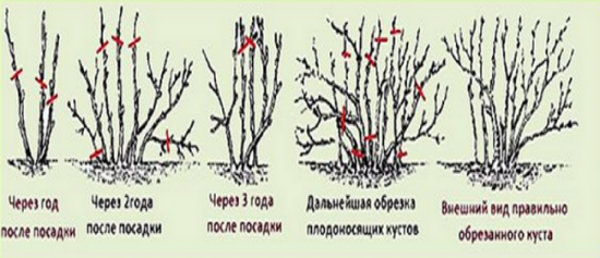Крыжовник – уход весной за саженцами и взрослыми кустами +видео
